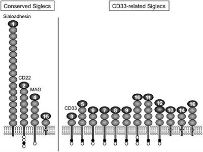 Possible Influences of Endogenous and Exogenous Ligands on the Evolution of Human Siglecs